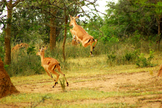 Lake Mburo Kobs