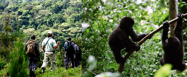 Bwindi forest walk