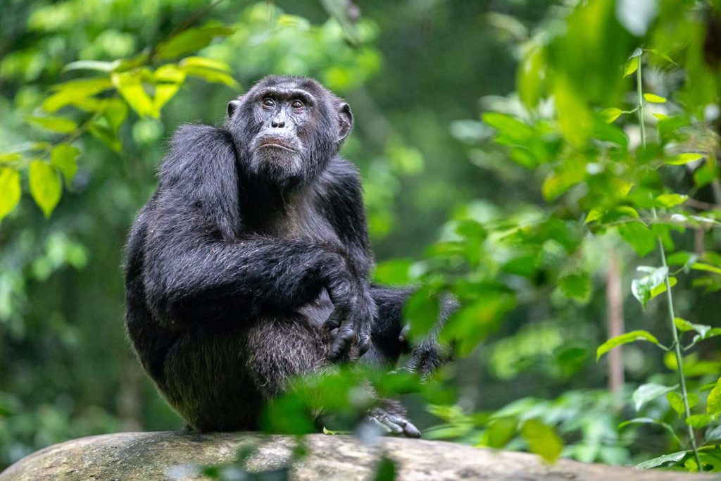 Experience both gorilla & chimpanzee tracking in 1 safari