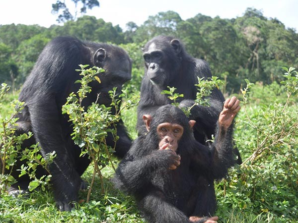 Home to chimpanzees & 12 other primates