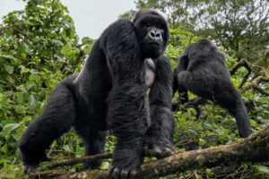 mountain gorillas