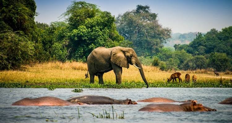 Uganda's wildlife parks
