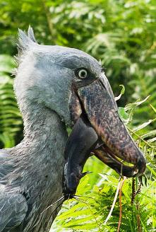 shoebill bird