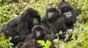 Mountain gorillas