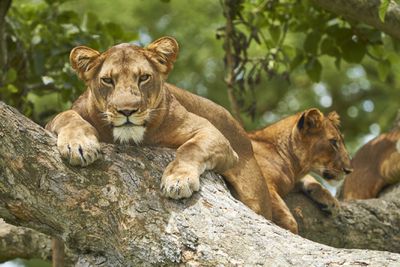 Queen Elizabeth park lions