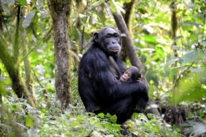 Kibale forest chimp