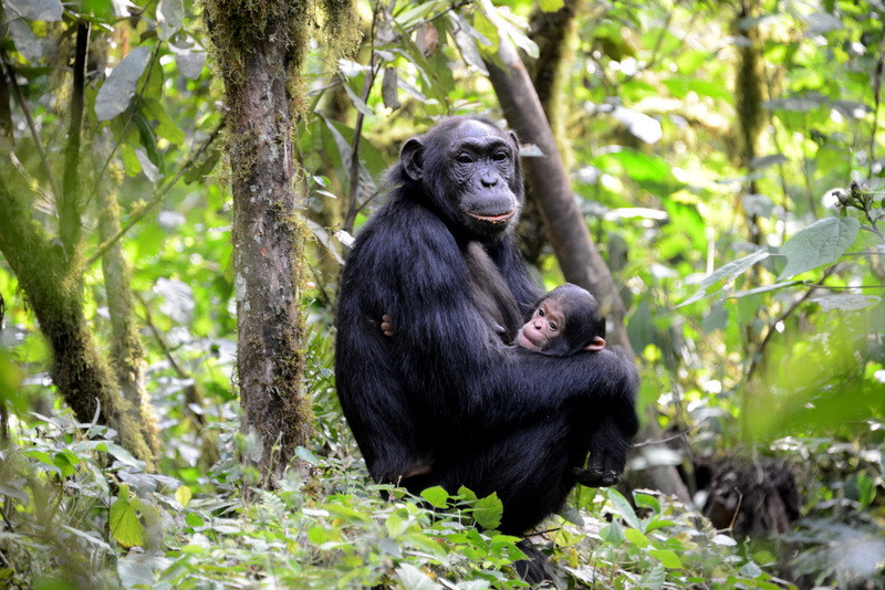 Kibale forest chimp 