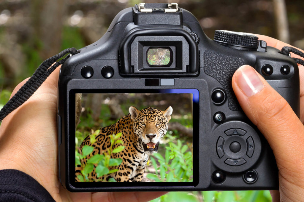 camera for safaris