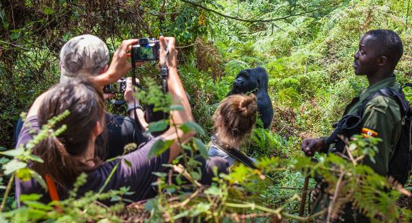 Gorilla tours in Rwanda