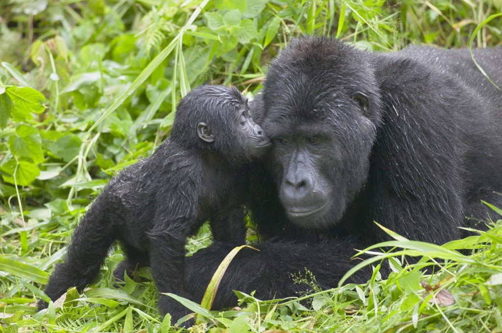 Rushegura mountain gorillas