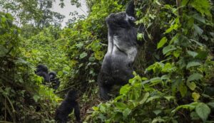 gorilla trekking in bwindi forest