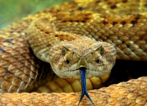 Snake day