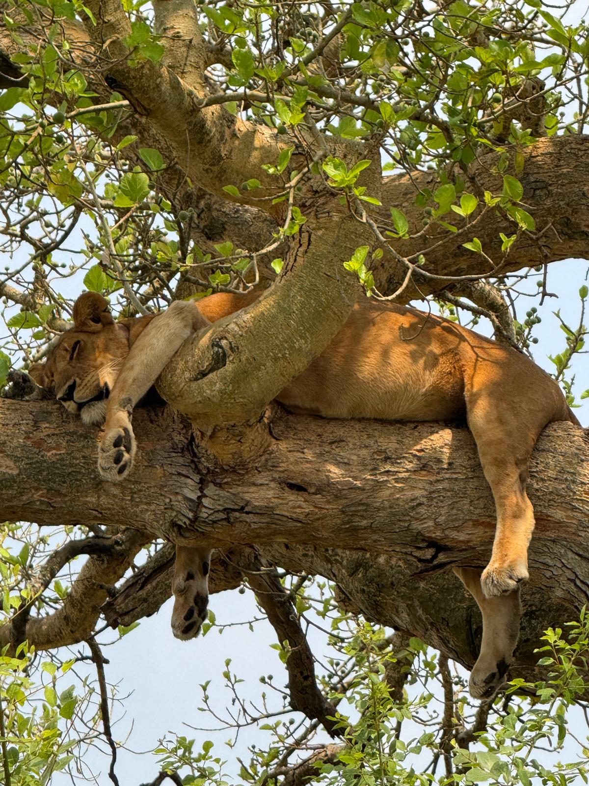 tree climbing lion
