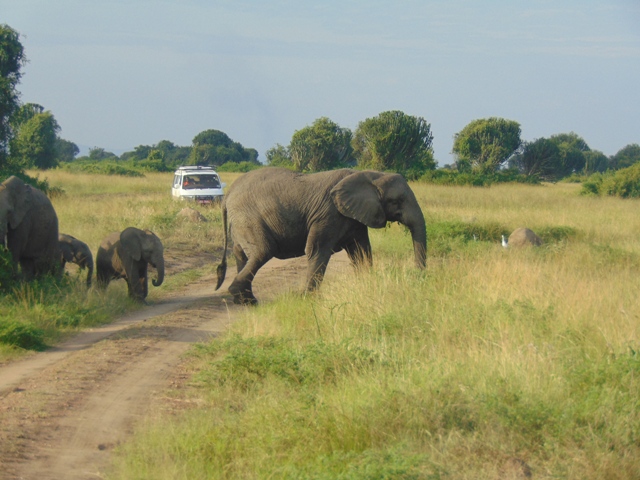 Game drives in Queen Elizabeth park