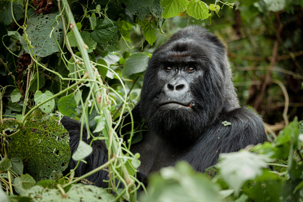 Gorilla trekking