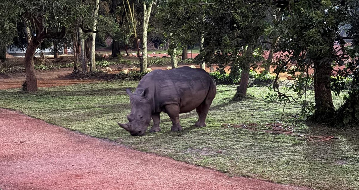 Rhino trekking at Zziwa Rhino Sanctuary