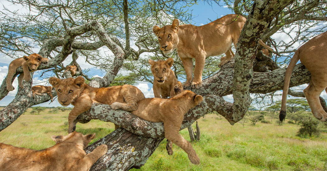 tree climbing lions