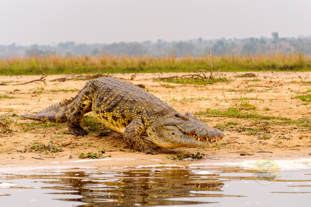 Uganda wildlife- Aquatic mammals