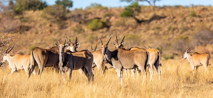 Katonga wildlife reservae
