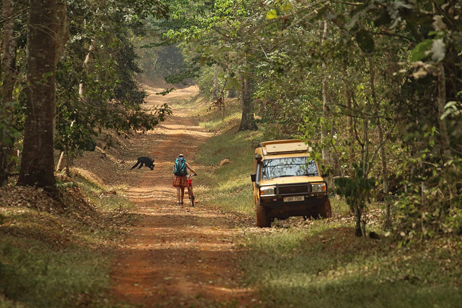 Driving to Murchison falls park through Budongo forest