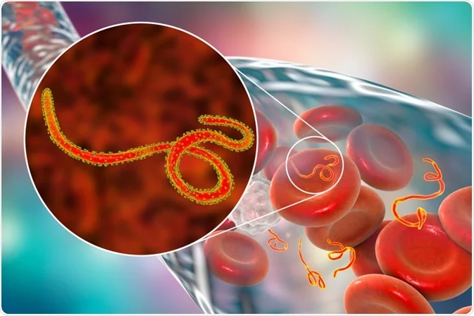 Ebola Virus