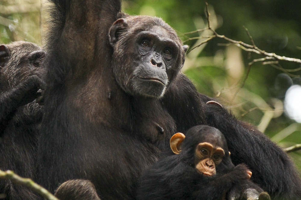 Book a rental car & Kibale chimpanzee permit online