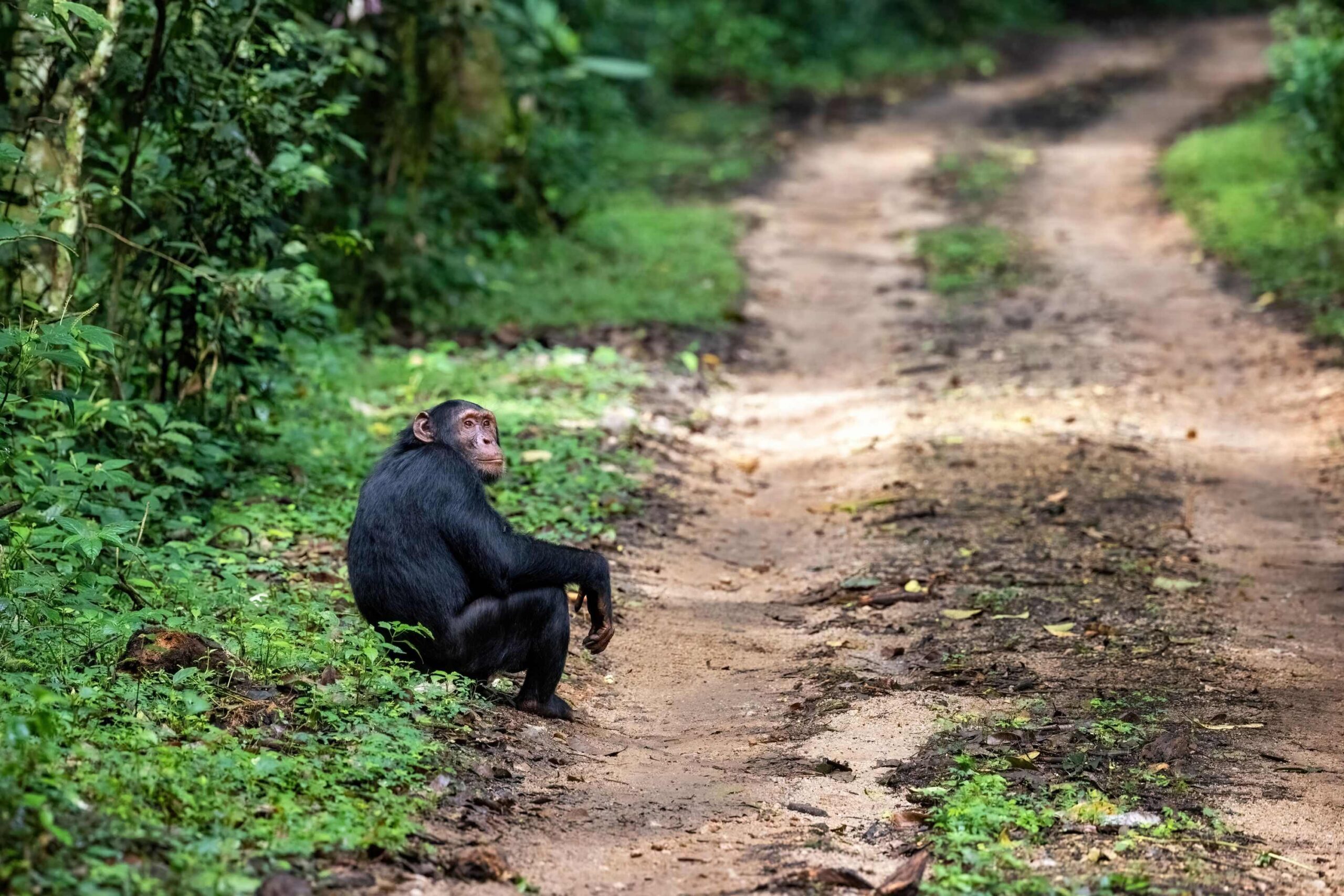 kibale-national-park-tour | Uganda Car Rental Services Chimpanzee sitting on a dirt forest path surrounded by green foliage.
