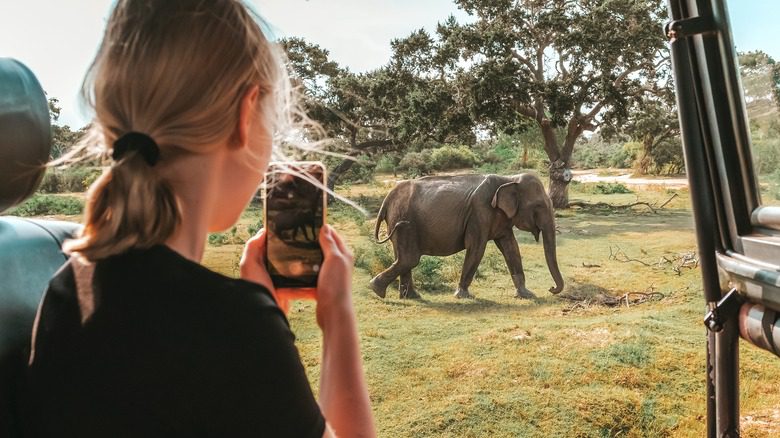 WildlifeSafariecoTravelInTheJungleWithWildAnimalsElephantstropical | Uganda Car Rental Services Person with a ponytail taking a photo of an elephant through a safari vehicle window using a smartphone.