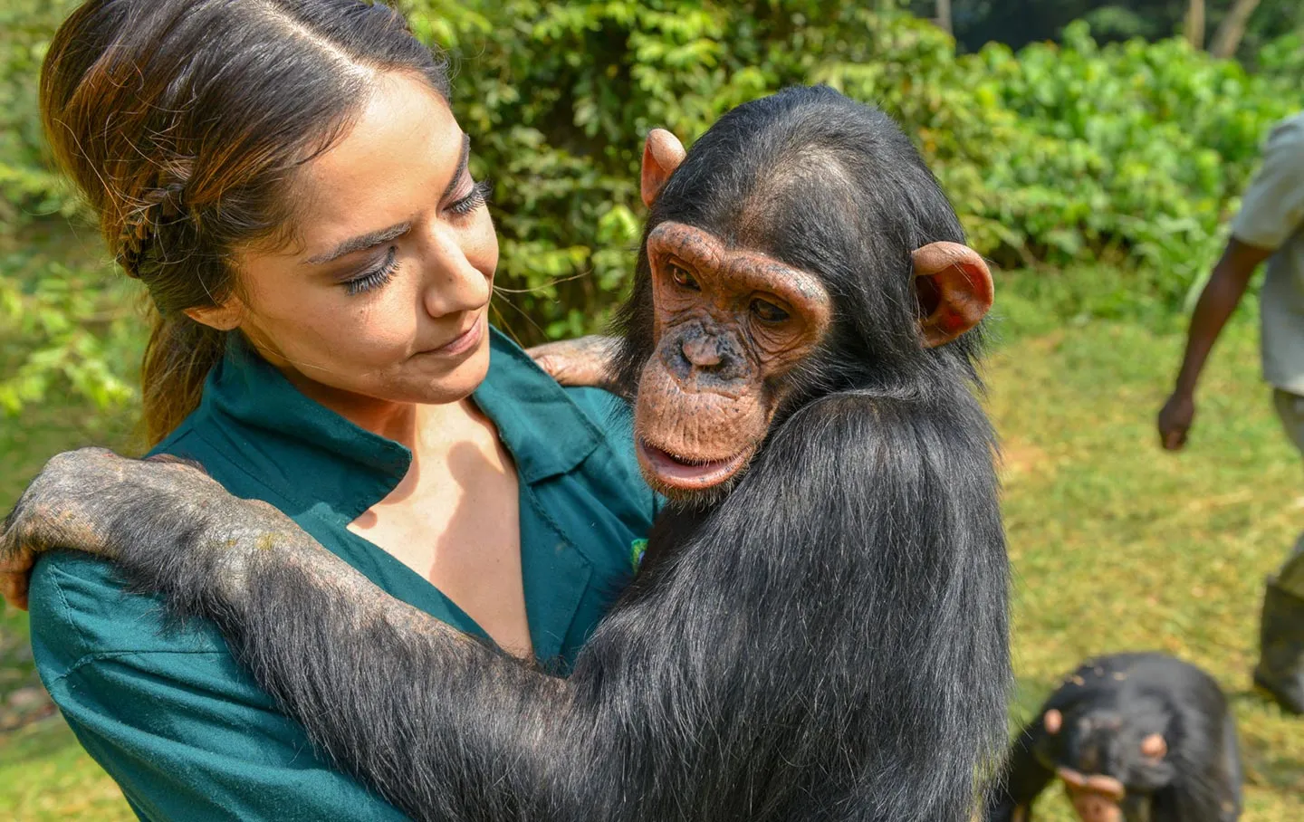 ngamba-island-chimp-caring | Uganda Car Rental Services best places to visit with a rental car - Ngamba islands